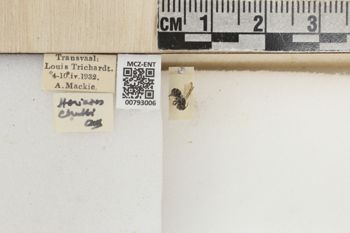 Media type: image;   Entomology 793006 Aspect: Labels
